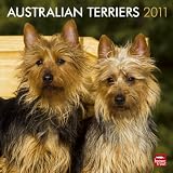 Australian Terriers 2011 Square 12X12 Wall