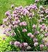 Chives - Allium schoenoprasum - 100 seeds