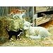 Springtime Kittens 500pc Jigsaw Puzzle by Persis Clayton Weirs