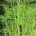 Indus Organic Dill Seed 1 Lb Jar, Freshly Packed, Non-irradiated