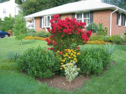 * 30 DWARF BLOOD RED CRAPE MYRTLE ** **SHOWY** #1195C