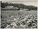 1930 Lotus Flower Pond Kanazawa Japan Nelumbo Nucifera Aquatic Plant Trautz - Original Photogravure