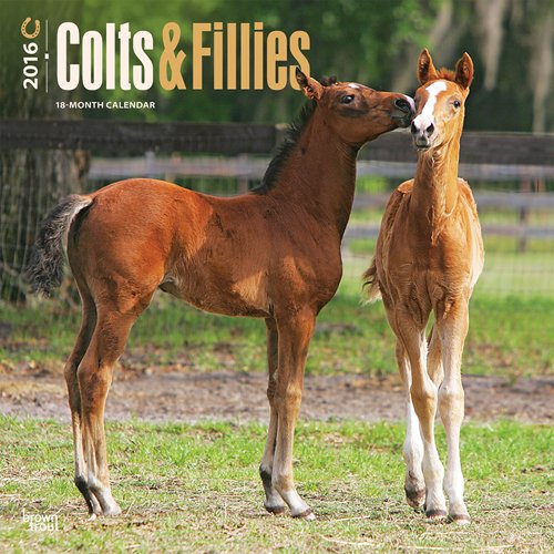 Colts & Fillies 2016 Square 12x12