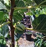 Panache Tiger Fig, 5 by 10 Inch Container, Tree Over Two Feet Tall