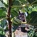 Panache Tiger Fig Five Gallon Tree