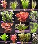Wasserflora �ber 40 Aquarium-Pflanzen...