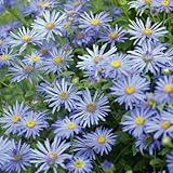 国華園　花苗　宿根アスター　モンク　2株