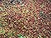 Bolivian Organic 100% Arabica Fresh Coffee Beans (Medium Roast (Full City +), 2.5 pounds Whole Beans)