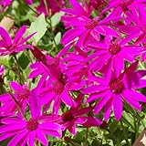 サイネリア：セネッティ豪華咲きレッド5号鉢植え