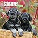 Schnauzer Puppies 2016 Wall Calendar