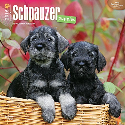 Schnauzer Puppies 2016 Wall Calendar