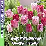 ★ チューリップ ヘミスフェア ５球【オランダからの花便り】【秋植え球根】