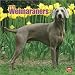 Weimaraners 2010 Wall Calendar