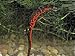 Jigsaw of Japanese Fire Bellied NEWT from Ardea
