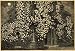 1893 Print Ipomoea Moonflowers Morning Glories Flowers - Original Halftone Print