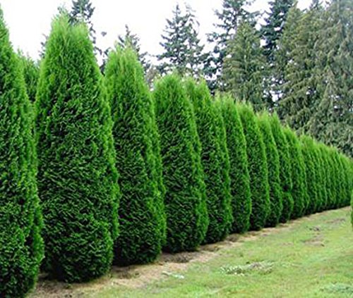15 American Arborvitae, Thuja occidentalis, Tree Seeds by Seeds and Things