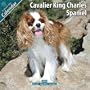 Cavalier King Charles 2010 Wall Calendar #10026-10