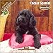 cocker spaniel - Cocker Spaniel Puppies 2008 Wall Calendar