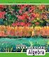 Intermediate Algebra
