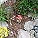Big and Small Lucky Mushroom Garden Statue - Great Garden Decor for Outdoor Gardens and Living Spaces