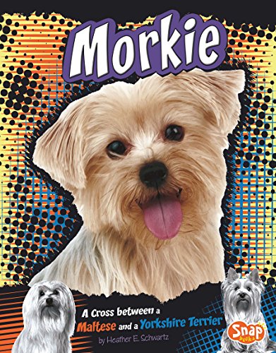 Morkie (Designer Dogs)