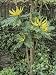 Chinese Hollygrape, Mahonia Lomariifolia Photographic Poster Print by Geoff Kidd, 18x...