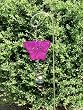 Spiro Butterfly Wind Spinner