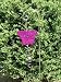 Spiro Butterfly Wind Spinner
