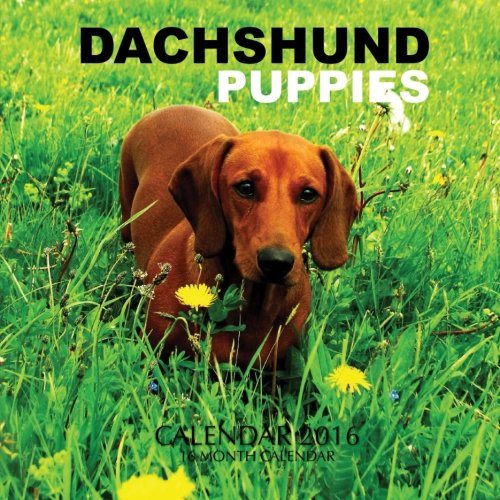 Dachshund Puppies Calendar 2016: 16 Month Calendar