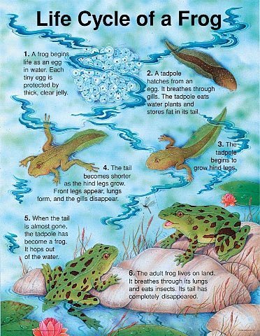 The Life Cycle of a Frog (Cheap Charts) Frank Schaffer