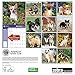 Chihuahuas American Kennel Club 2016 Wall Calendar