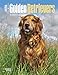 Golden Retrievers 2016 Calendar