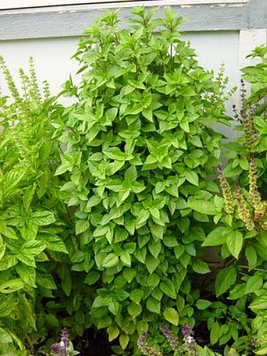 Greek Columnar Basil - 4