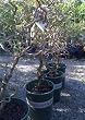 Harry Lauder's Walking Stick Premium Five Gallon