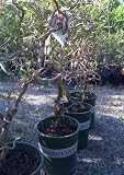 Harry Lauder's Walking Stick Premium Five Gallon