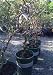 Harry Lauder's Walking Stick Premium Five Gallon