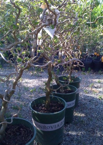 Harry Lauder's Walking Stick Premium Five Gallon On Sale