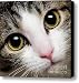 Here Kitty Kitty Close Up Canvas Print / Canvas Art - Artist Andee Photography