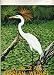 A to Z of Belizean Wildlife