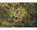 Photographic Prints of ROG-12161 Common Salvinia - a floating water fern. Invasive in North America, from Ardea Wildlife Pets