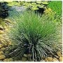 Juncus reed grass - Water plant aquatic fish pond plant