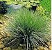Juncus reed grass - Water plant aquatic fish pond plant