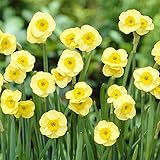 ミニ水仙：サンディスク（サンデスク）3球入り 2袋セット[香りもすばらしいミニ水仙の人気品種]