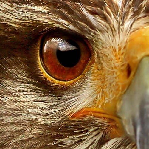 Fit You Canik159 Box Canvas Print Artwork Stretched Gallery Wrapped Wall Art Painting Poster Hanging Original Decorative Modern Home &Amp; Living Decor Falcon Head Predator Bird