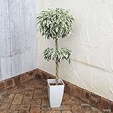 フィカス ベンジャミン斑入り・2段スタンダード仕立て5号鉢植え