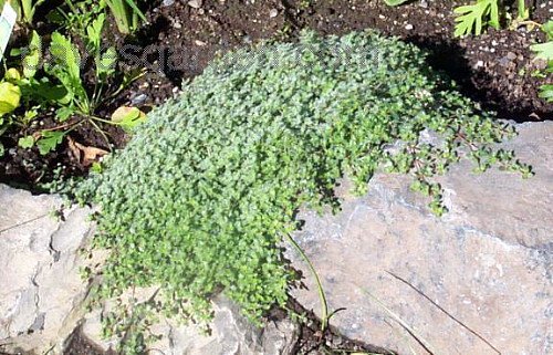 Wooly Thyme Plant - Great Groundcover Plant - Hardy - 3