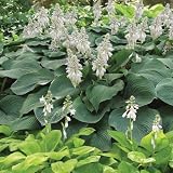 Hosta 'Blue Angel'