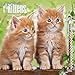 I Love Kittens 2016 Wall Calendar