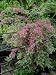 Weigela Praecox 