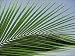 Photo Jigsaw 16x12 (40x30cm) Close-up of palm leaf at Ko Samet Island by Robert Harding